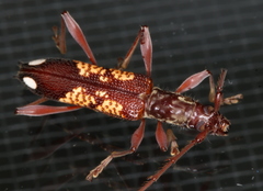 Coptocercus biguttatus