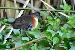 Laterallus melanophaius