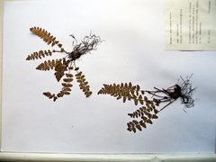Woodsia subcordata