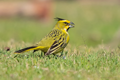 Gubernatrix cristata