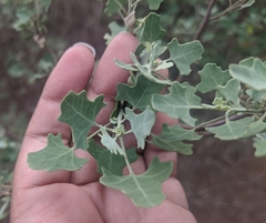 Chenopodium oahuense