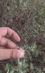 Chenopodium oahuense