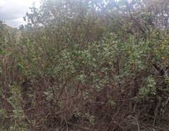 Chenopodium oahuense