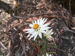 Xerochrysum papillosum
