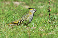 Gubernatrix cristata