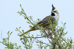 Gubernatrix cristata