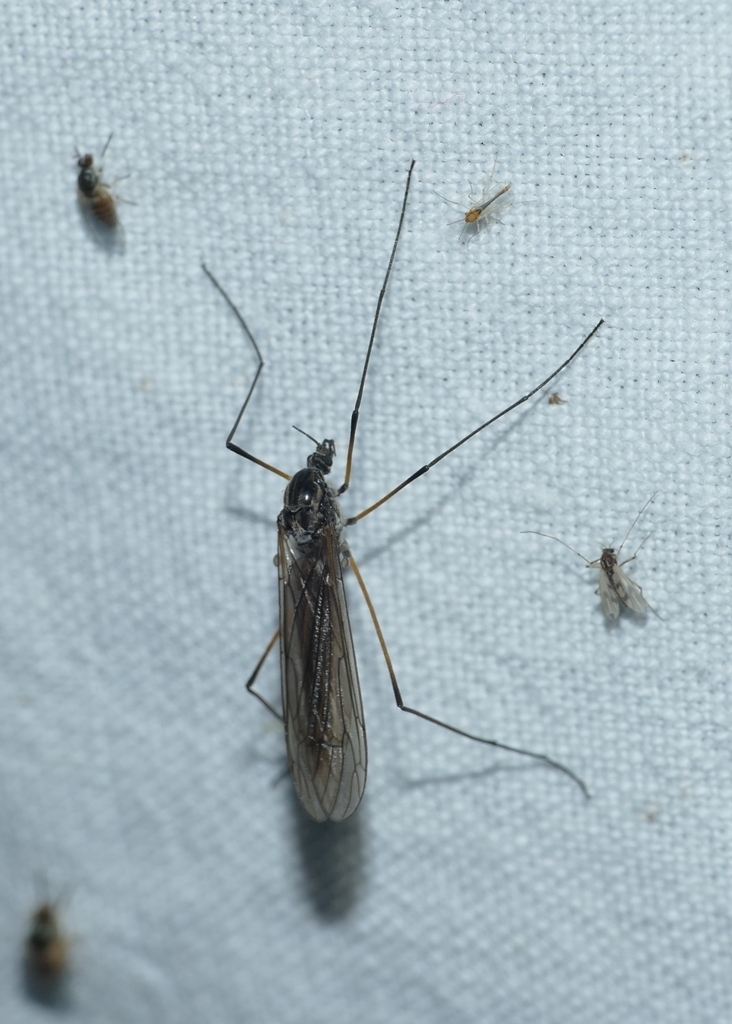 Hexatoma bicolor