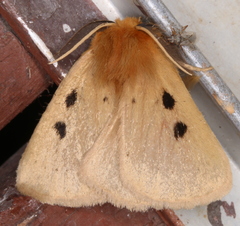 Anthela ocellata