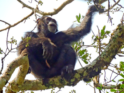 Chimpanzee