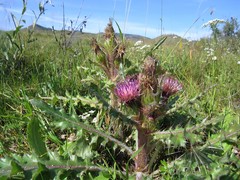 Cirsium acaule esculentum