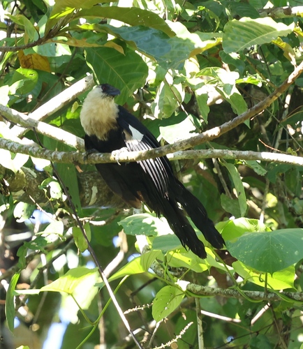 White-necked Coucal (Centropus ateralbus)