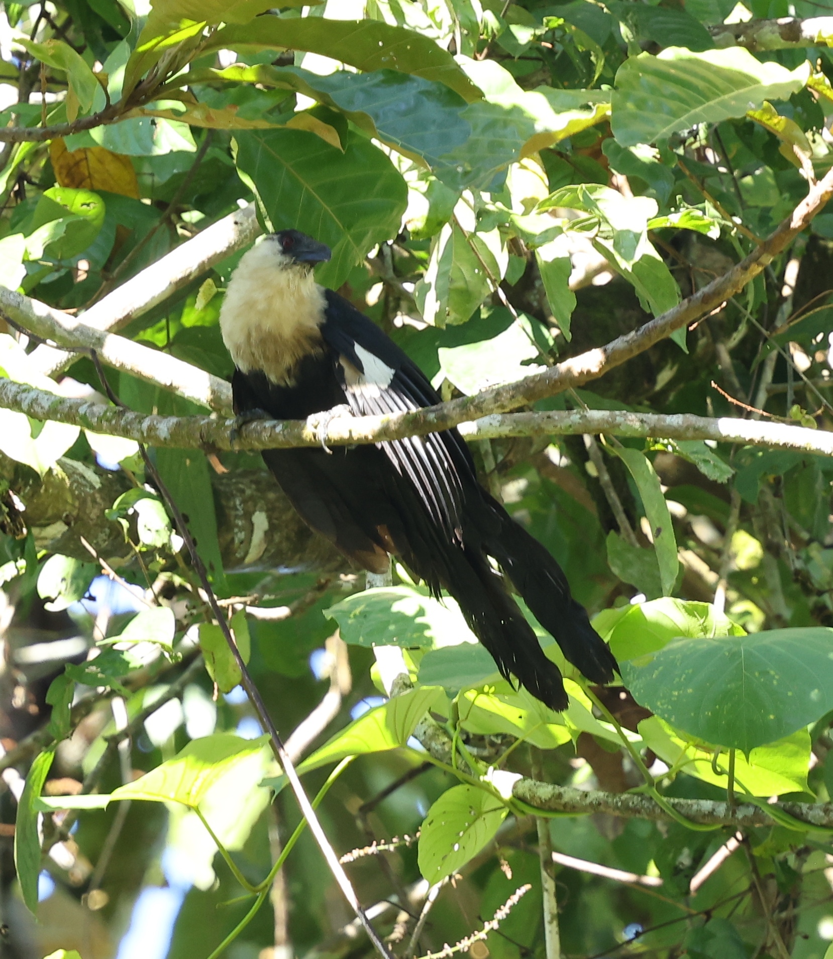 White-necked Coucal (Centropus ateralbus), photo 1