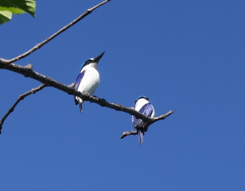 White-mantled Kingfisher (Todiramphus albonotatus)