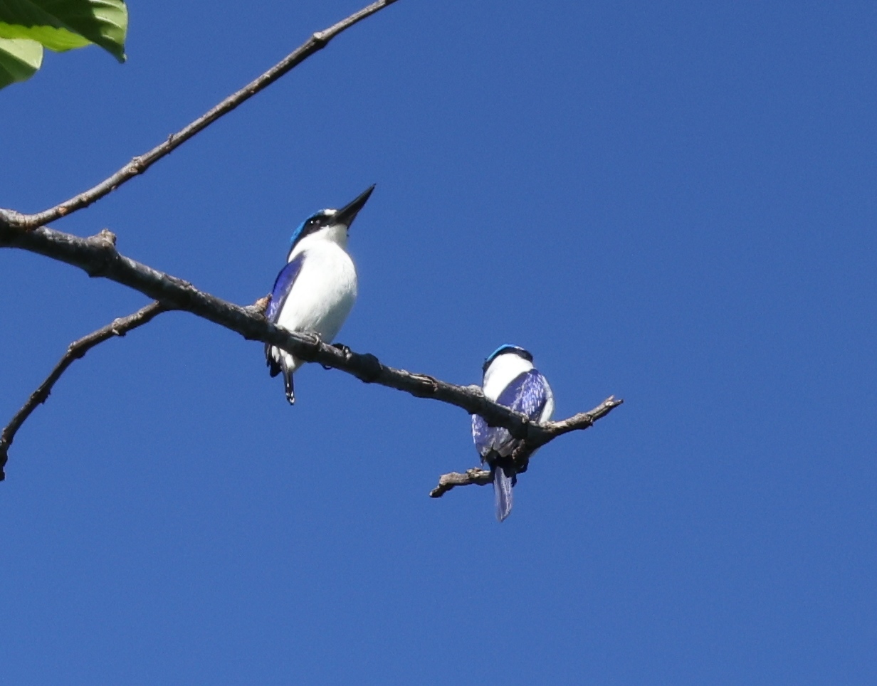 White-mantled Kingfisher (Todiramphus albonotatus), photo 1