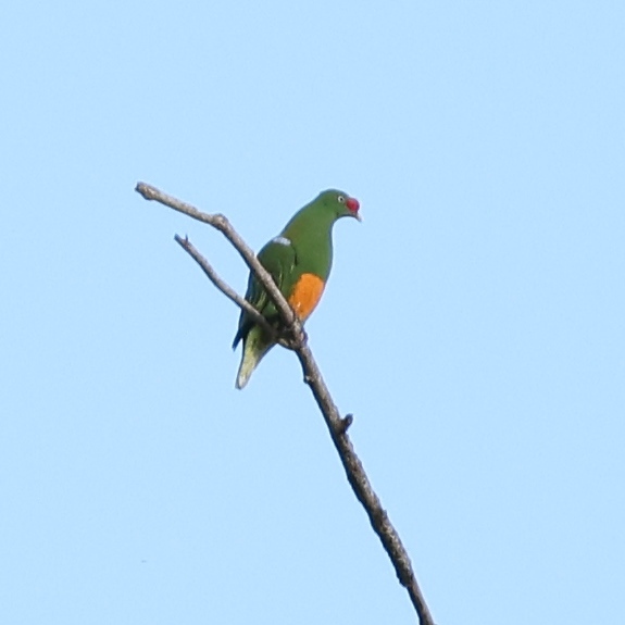 Knob-billed Fruit Dove (Ptilinopus insolitus), photo 1