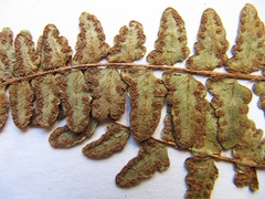 Woodsia subcordata
