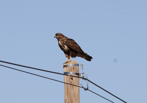 Common Buzzard