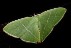 Urolitha bipunctifera