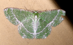 Eucyclodes insperata