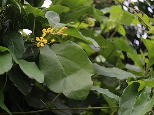 Ryssopterys timoriensis iNat (3)