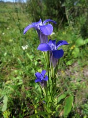Gentianopsis barbata