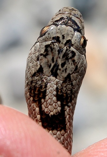 Southern Smooth Snake