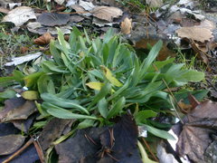 Brassica elongata