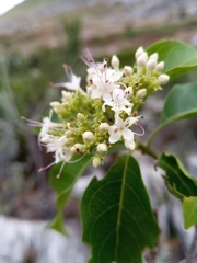 Ajugoideae