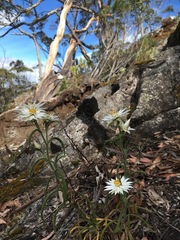 Xerochrysum papillosum