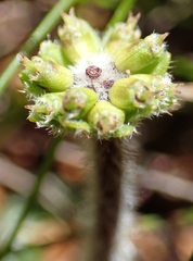 Actinotus bellidioides