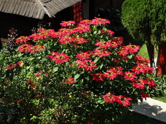 Euphorbia pulcherrima