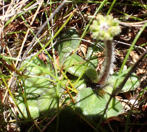 Image of Tiny Flannel Flower (Actinotus bellidioides) by no rights reserved