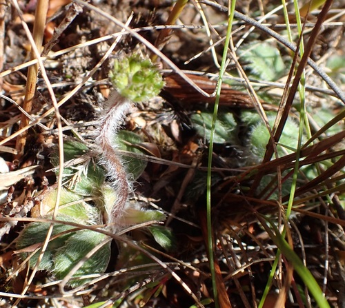 Image of Actinotus bellidioides by no rights reserved