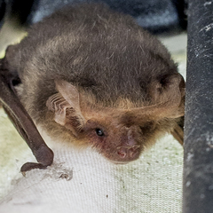 Nyctophilus geoffroyi