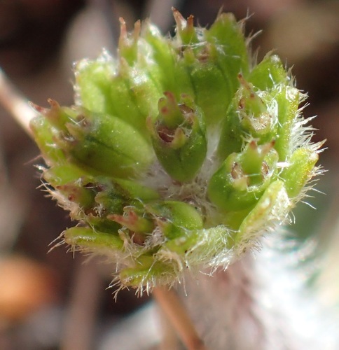 Image of Actinotus bellidioides by no rights reserved