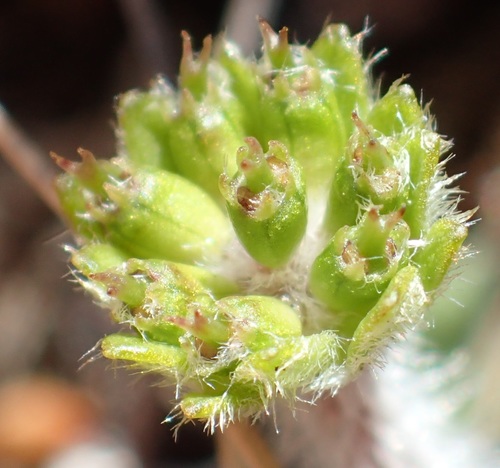 Image of Actinotus bellidioides by no rights reserved