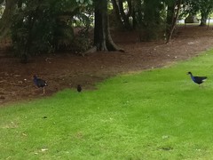 Porphyrio melanotus melanotus