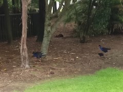 Porphyrio melanotus melanotus