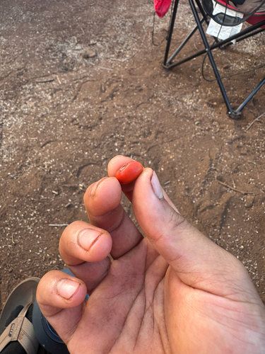 Erythrina sandwicensis observed 2025-05-21