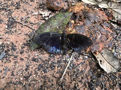 Lexias dirtea merguia
