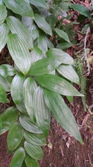 Disporum kawakamii
