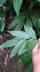 Disporum kawakamii