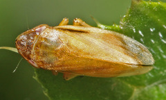 Philaenus sachalinensis