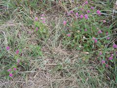 Gomphrena nealleyi