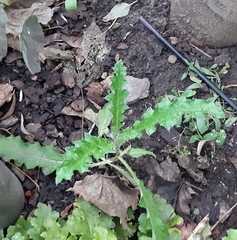 Cirsium arvense