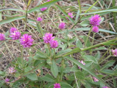 Gomphrena nealleyi