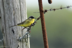 Motacilla flava thunbergi