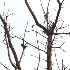Passer domesticus