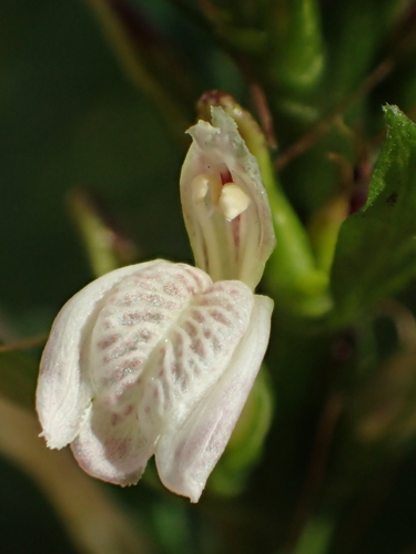 Image of Justicia gendarussa by no rights reserved