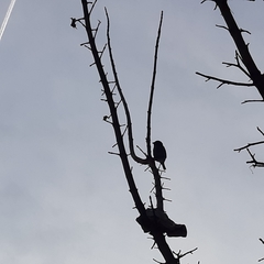 Passer domesticus